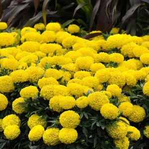 taishan yellow